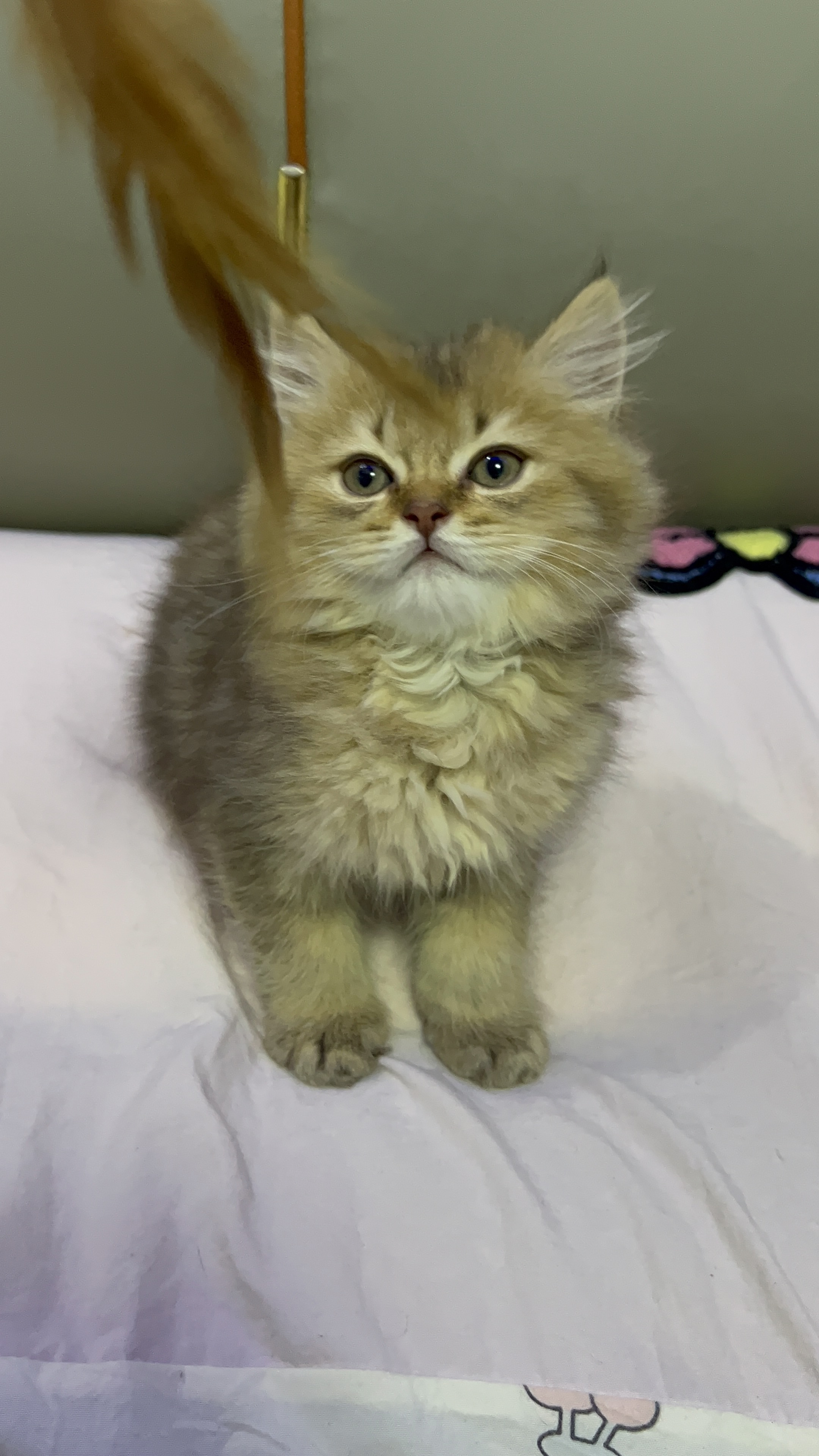 25色长毛金渐层